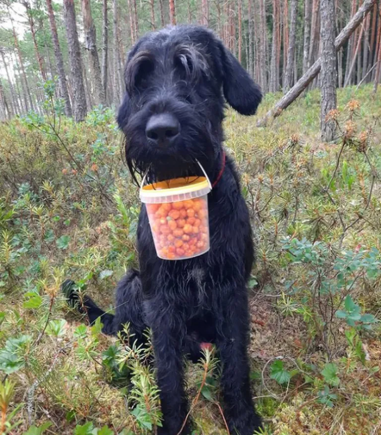 Kusti on alati abivalmis