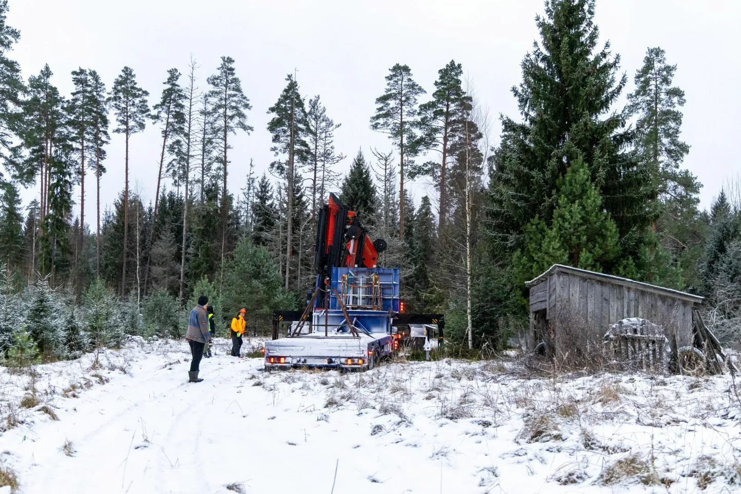 Rakvere tänavune jõulukuusk sirgus Rasivere lähistel.