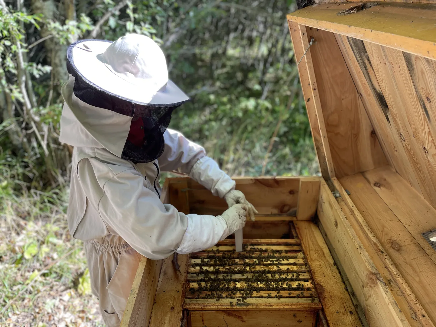 Koolis välja töötatud mesinduse ainekava järgi toimub mesindusõpe 6. klassis, kuid lisaks sellele püütakse mesindust ka teistesse ainetesse lõimida.
