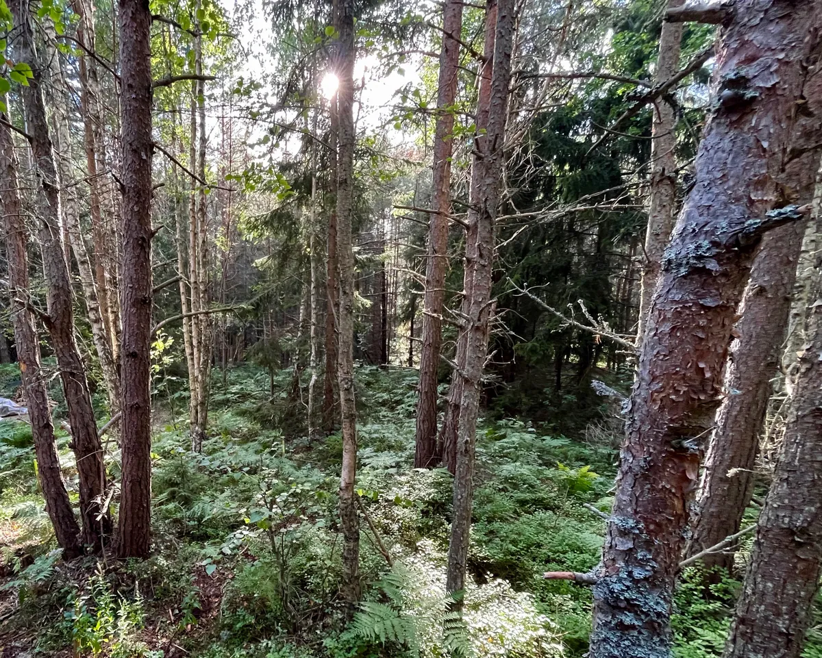 Hea on leida koht, kus on kergem lõdvestuda ja laadida. Minu jaoks on see mets.