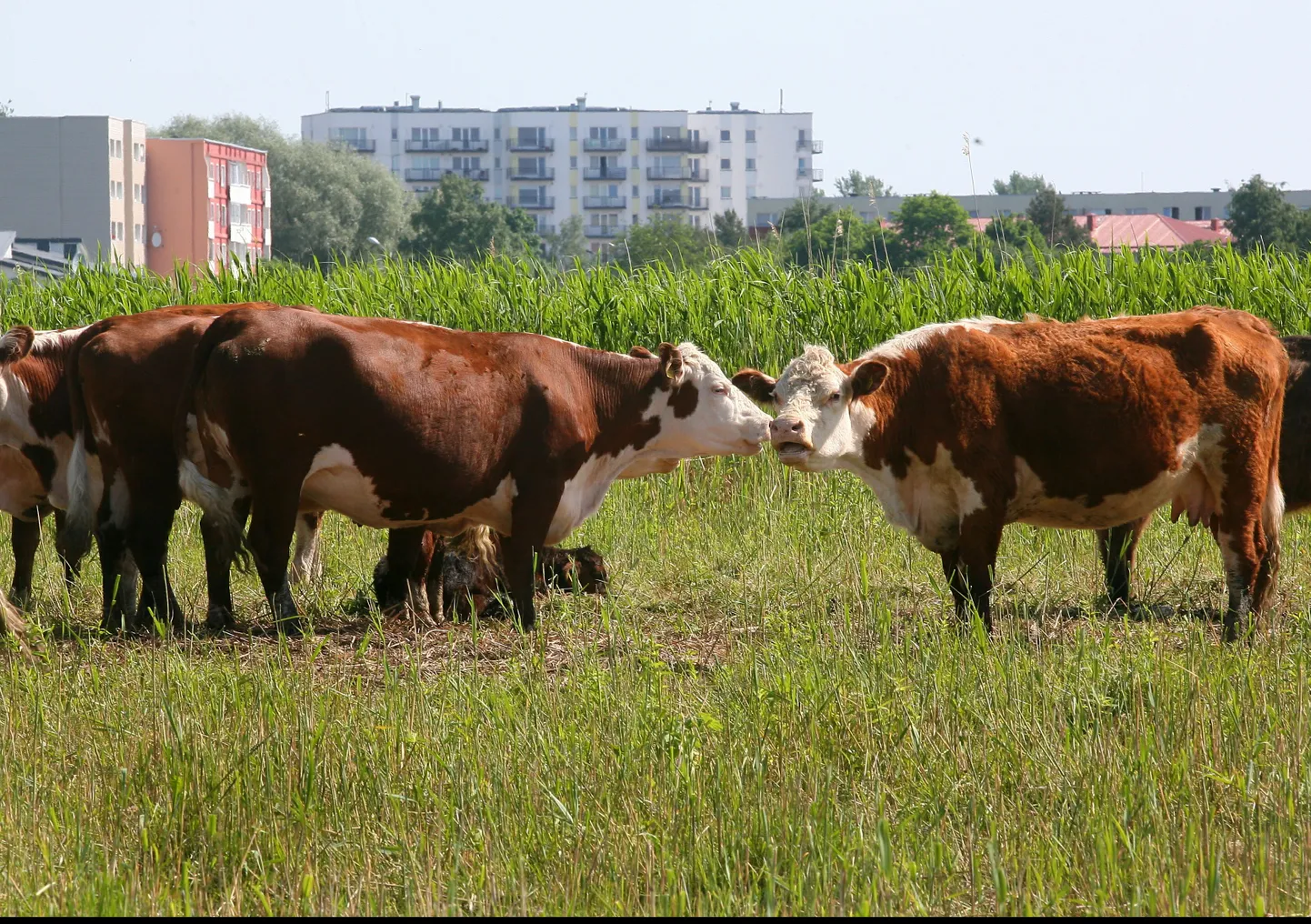 Veised Pärnu rannaniidul.