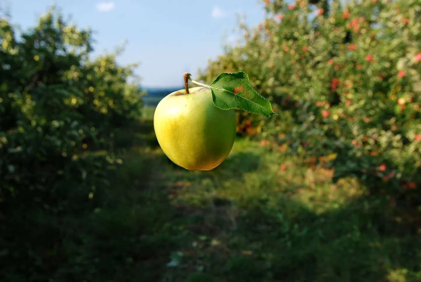 Artikli foto
