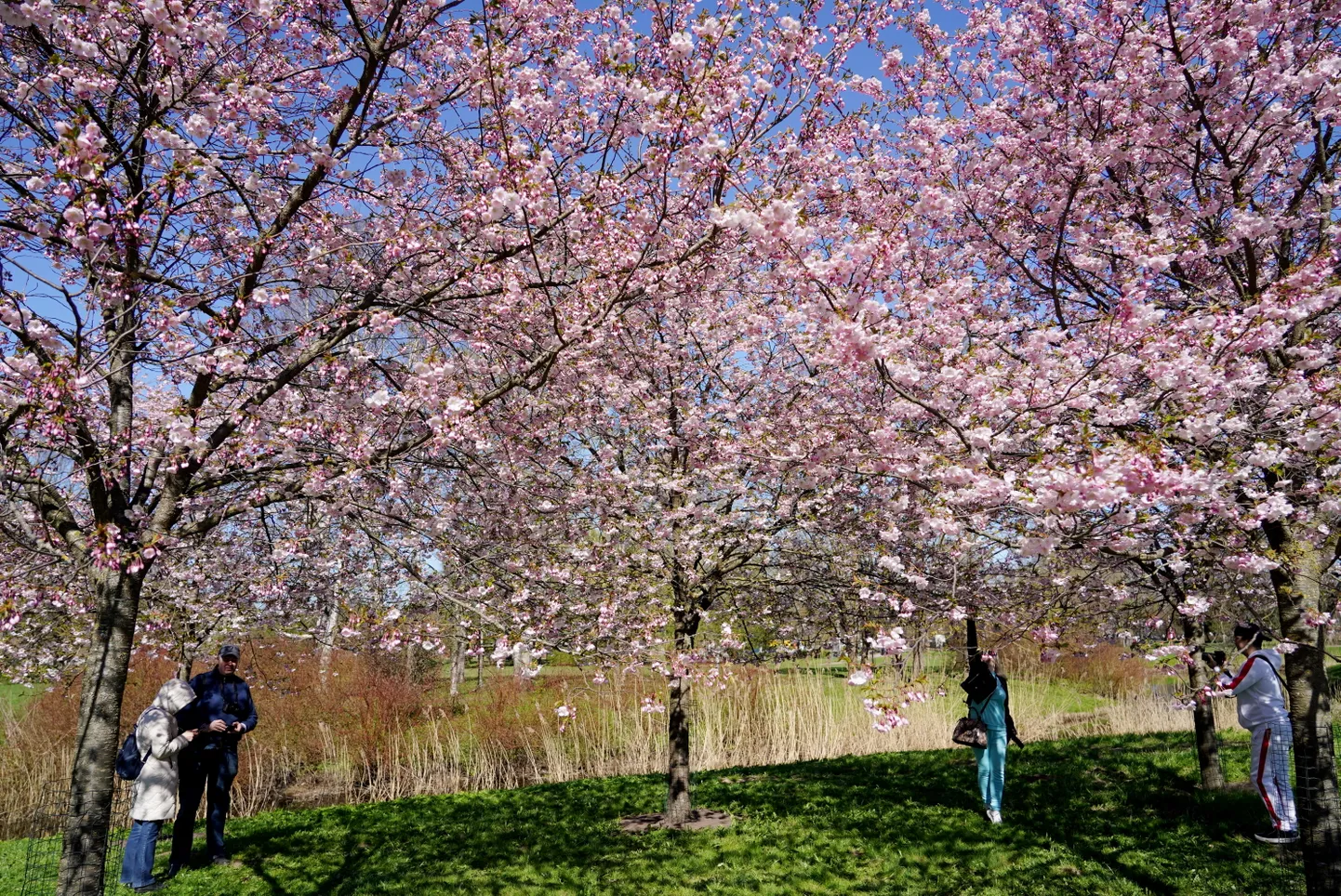 В парке Победы цветет сакура