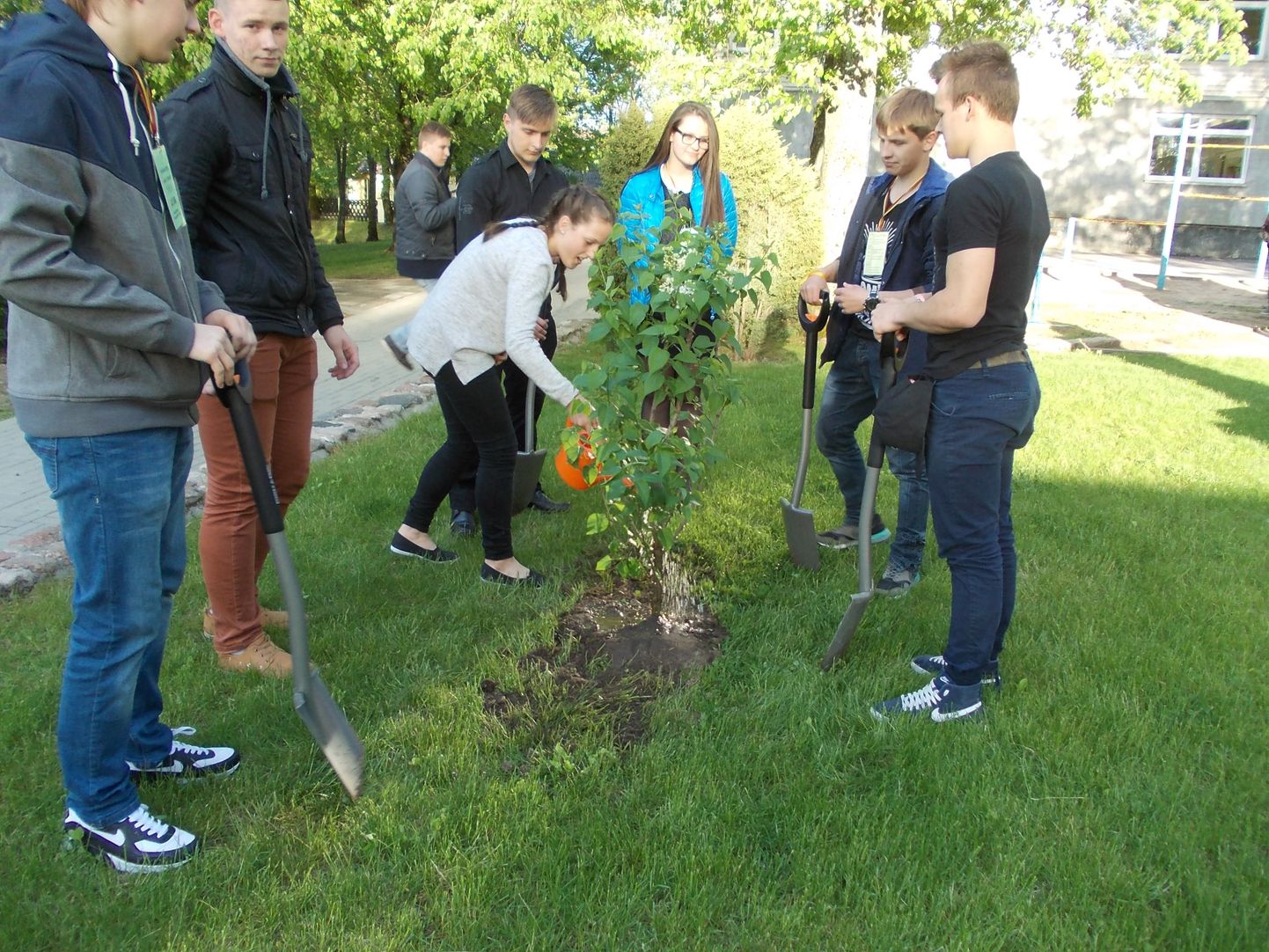 Kohtumiste traditsiooni suure juubeli auks istutati Leedu kooli õuele sirel. Pikka iga talle!