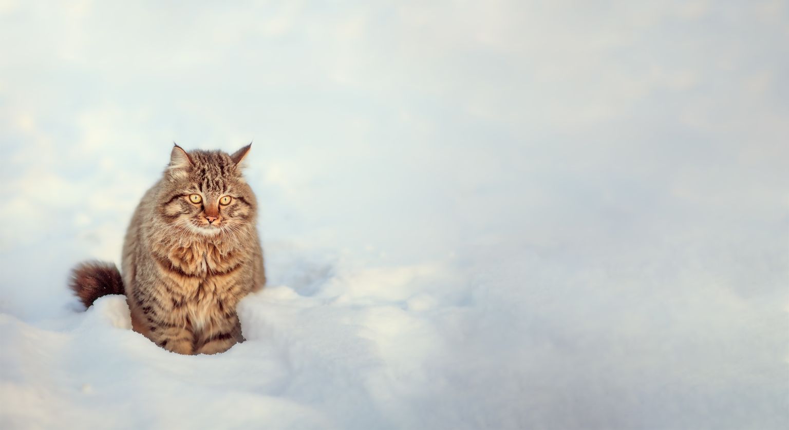 Кот в снежную зиму. Иллюстративное фото