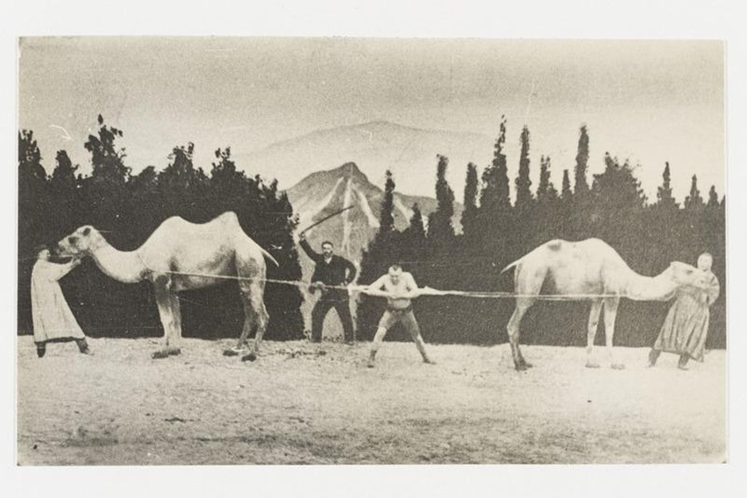 Georg Lurich ja kaamelid