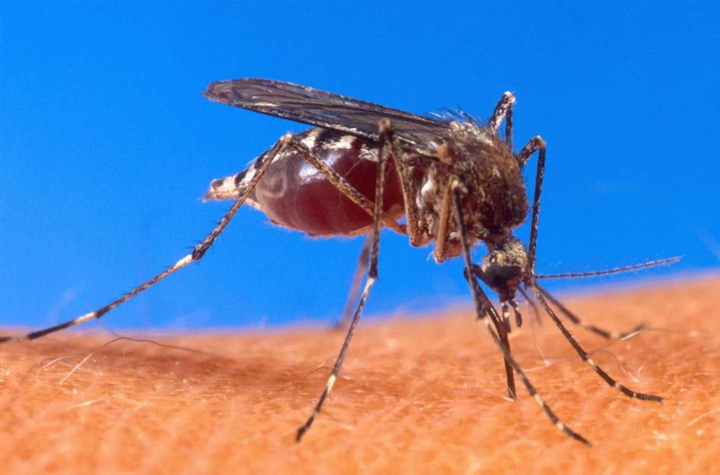 Agressiivne moskiitoliik, mis suudab levitada ohtlikku viirust, on globaalse soojenemise tõttu jõudnud ka Rootsi.