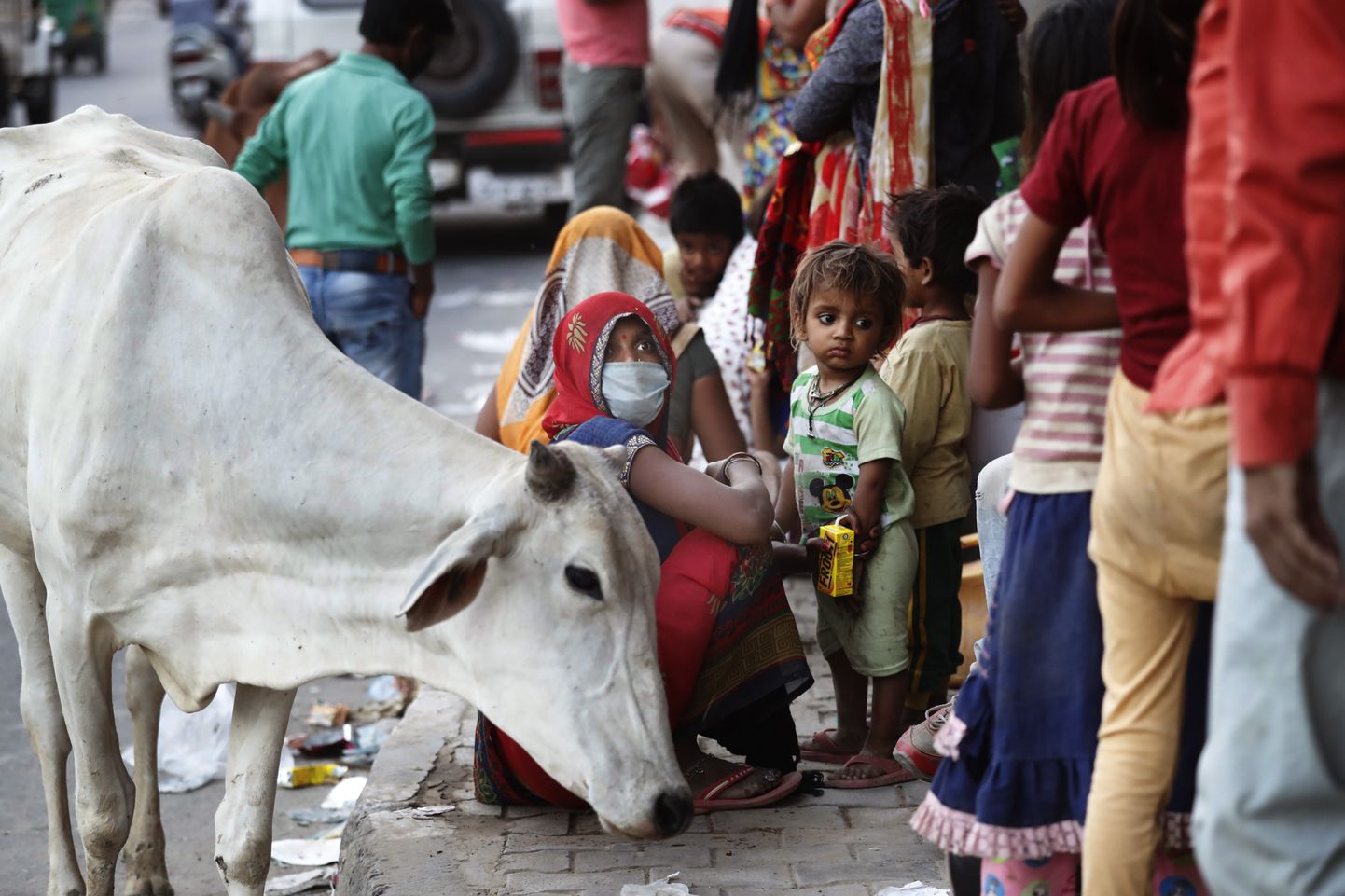 Lehm India tänavapildis. Foto on illustratiivne.