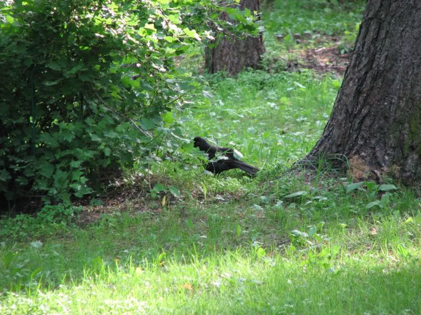 Natuke peidus musträstas