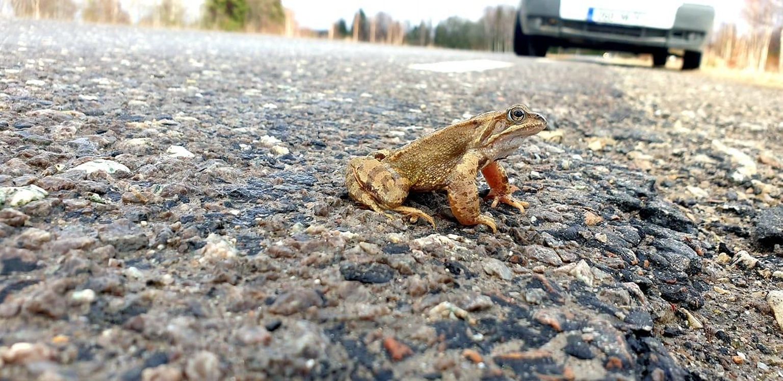 Rohukonn ületamas teed Pärnumaal Tori vallas. 
