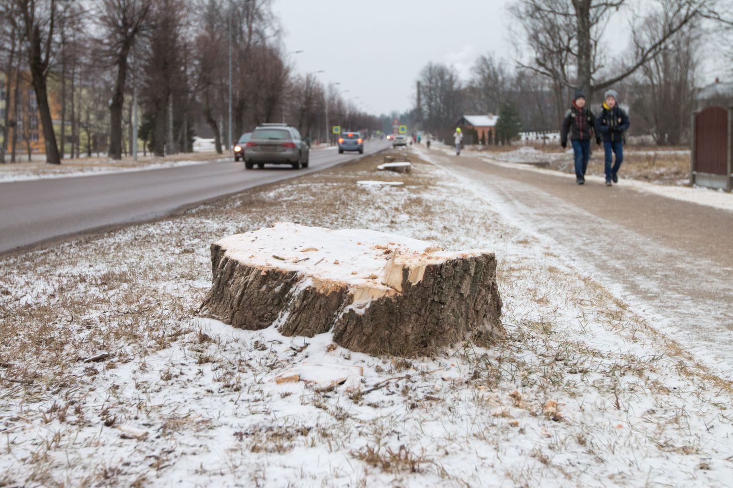 Ausekļa tänava äär Valkas pärast puude mahavõtmist