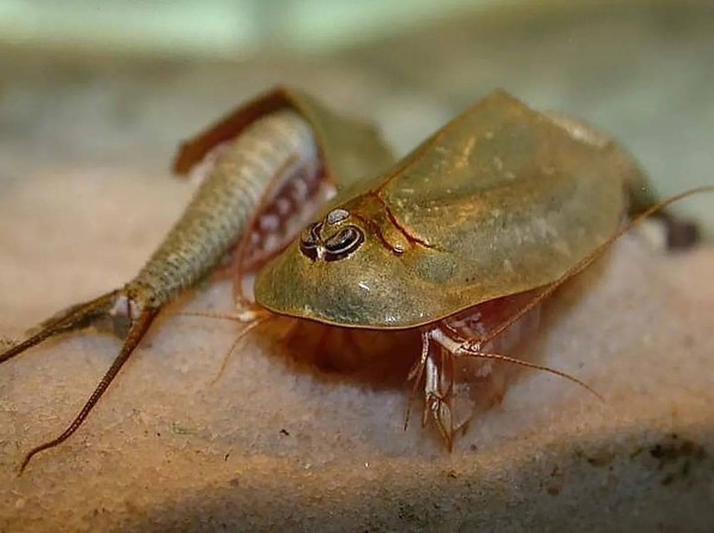 Austraalia kilbikud