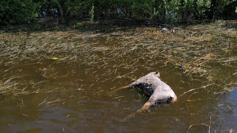 Чиновники перекладывают отведственность: никто не хочет убирать труп лося из реки в Тарту