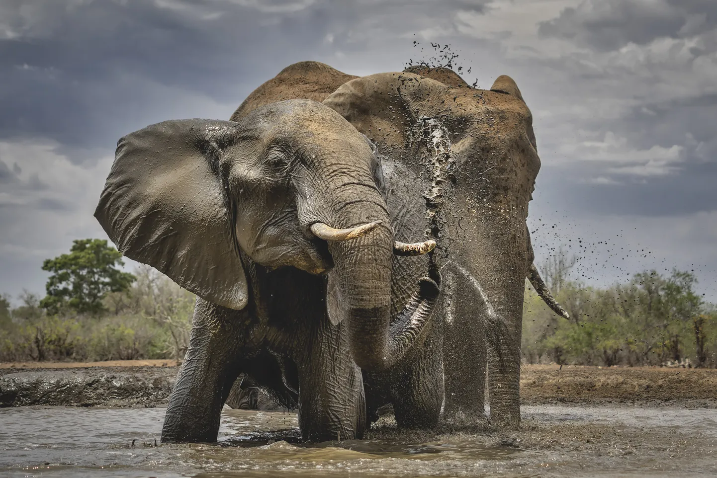 Aafrika elevandid Botswanas Mashatus.