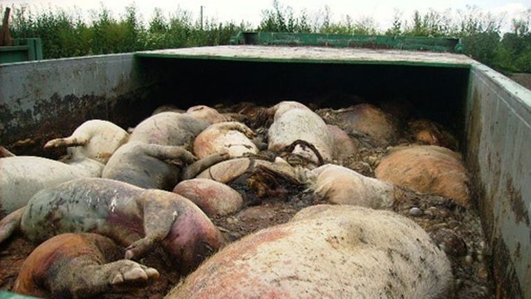 Šādi dzīvnieku izcelsmes atkritumi iepriekš nonāca Saldū pārstrādei. Lai gan konteineriem pārvadāšanas laikā jābūt slēgtiem, tomēr saldenieki pamanījuši arī šādus - atvērtus - konteinerus ar beigtiem dzīvniekiem 
