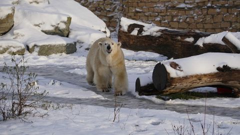 NÄDALA LOOMAAED ⟩ Arktikast hetkega ekvaatorile – võimalik vaid loomaaias!