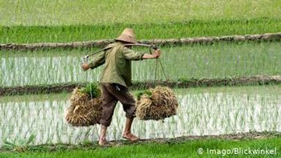 В странах Азии опасаются нехватки риса