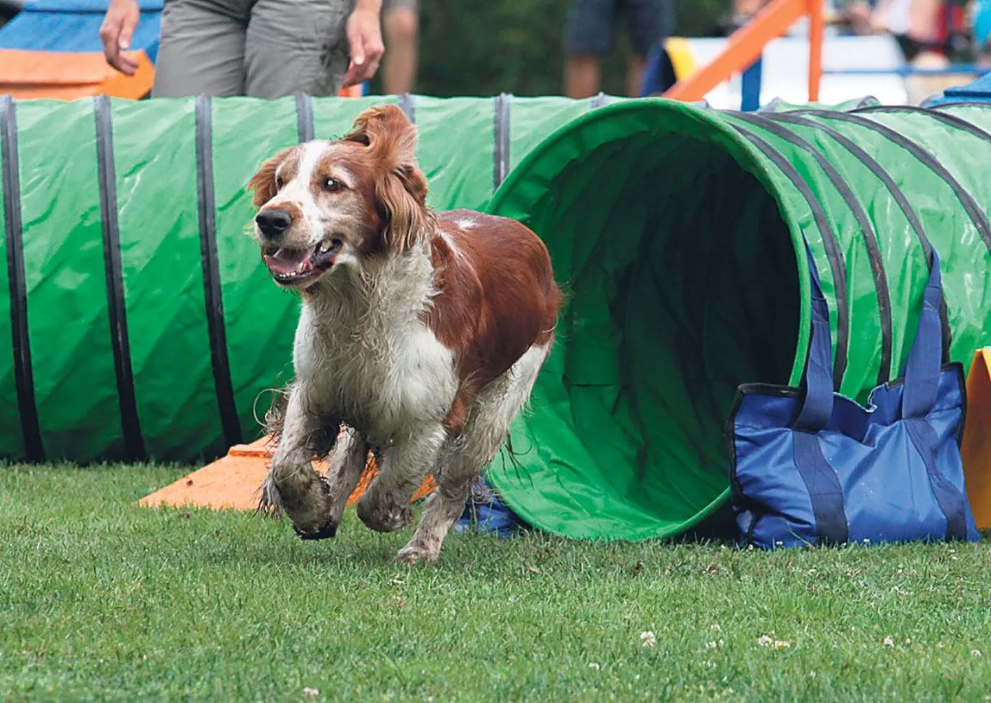 Koerte agility-võistlusel tuli osalejatel peremehe juhtimisel läbida takistusrada, mis koosnes erinevatest hüpetest, slaalomitest, tunnelitest ja rõngastest.