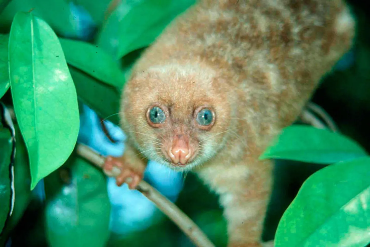 Kukkurloom Spilocuscus wilsoni