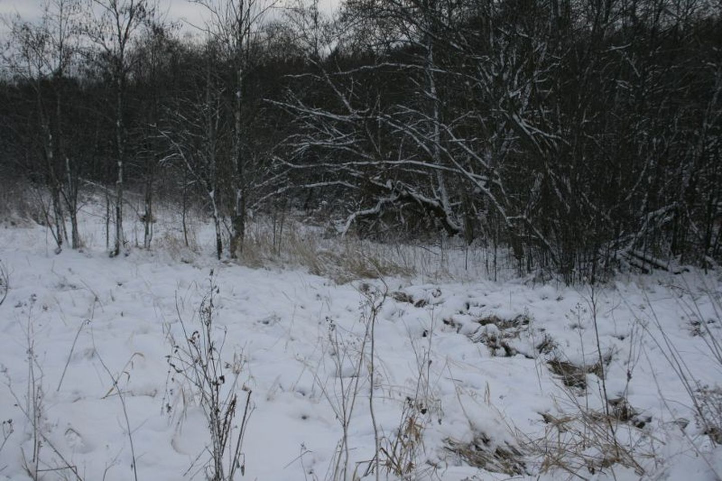 Sel nädalal Eestis tabatud piiririkkujate jõeületuskoht ning jäljed lumel.