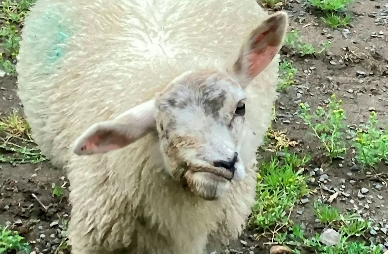 Scuzzyt on moondunud näo tõttu nimetatud Ühendkuningriigi inetuimaks lambaks, kuid hoolimata sellest on ta armastatud lemmikloom