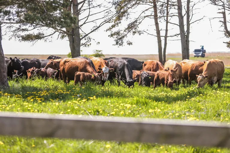 Suveks Pärnu tulnud Võrumaa veised asusid taas rannaniite pügama.
