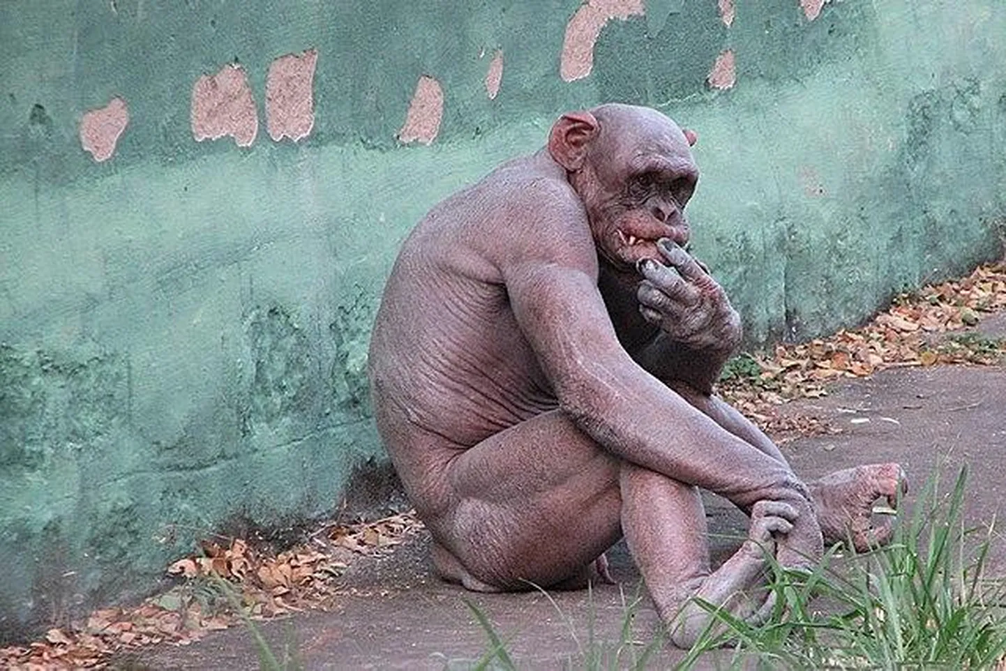 «See, kes mõistab paaviani, võib metafüüsikale anda enam kui Locke,» on öelnud Charles Darwin. Karvutu šimpans Mysore’i loomaaias.