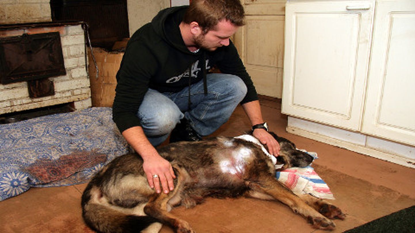 Niinepite pere koer Bock on Illuka vallas viiest koerast ainus, kes võitlusest hundiga eluga välja tuli.