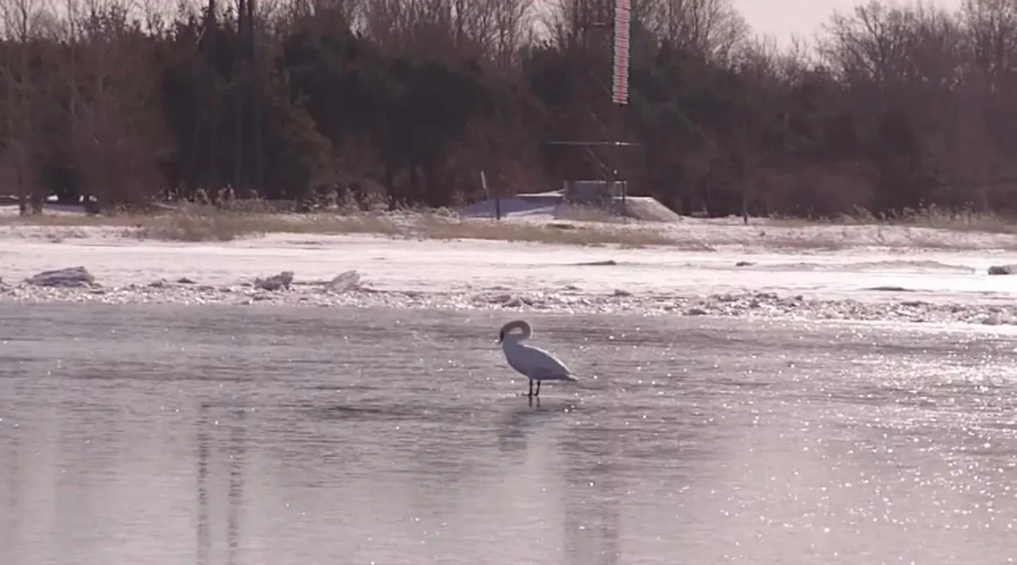 Kaader Pärnu sadamas filmitud videost.