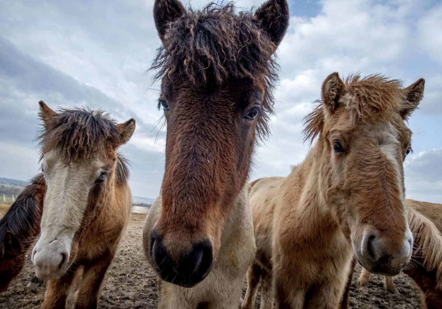 Islandi hobused.