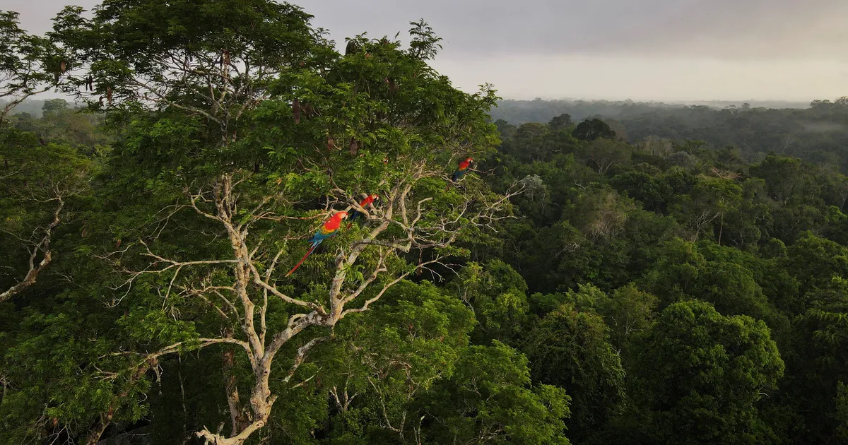 Distrugerea pădurii tropicale amazoniene este la cel mai scăzut nivel din ultimii cinci ani