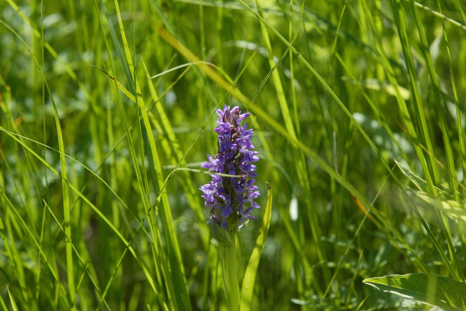 Loodusõhtul saab ka teada, kuivõrd sarnanevad Eestis kasvavad orhideed poodides müügil olevatele liikidele.