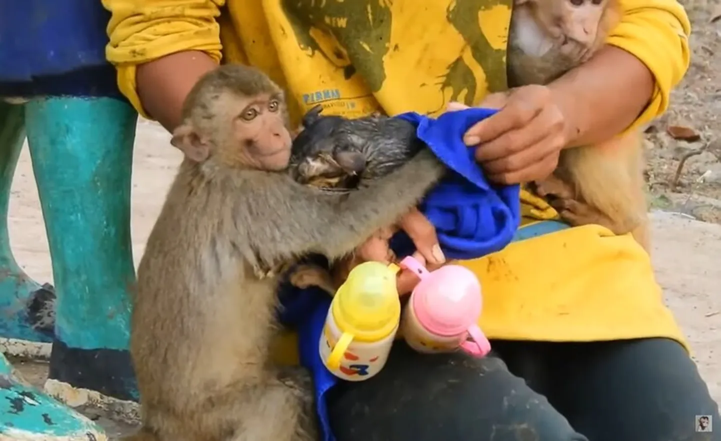 Маленькая обезьянка отважно спасала котенка из колодца