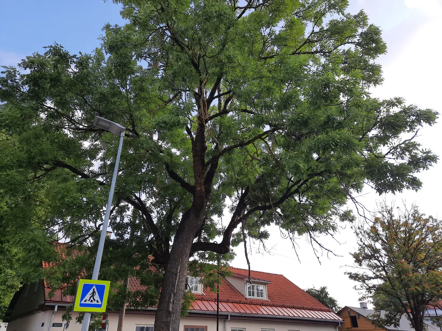 Artikli foto