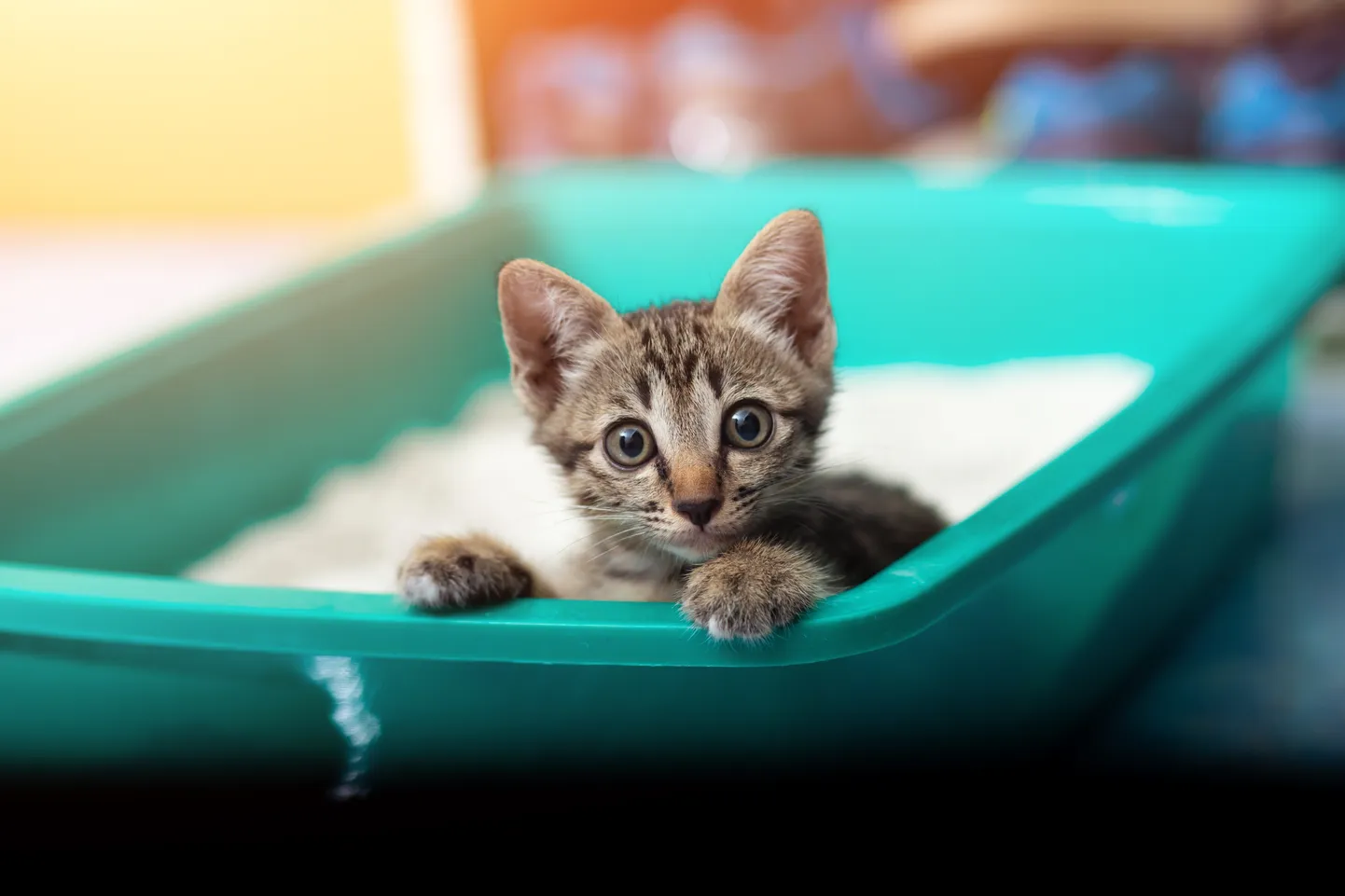 Кошка. Иллюстративное фото