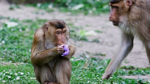 Saksamaa loomaaiast varastati üliharuldane ahv