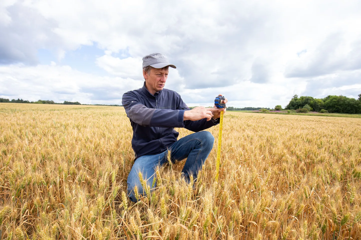 Põllumajandus, põud, vili, Metstaguse Agro OÜ juhatuse liige Teet Kallakmaa. Järva-Jaani. Pilt on illustreeriv.
Foto: Dmitri Kotjuh/ Järva Teataja