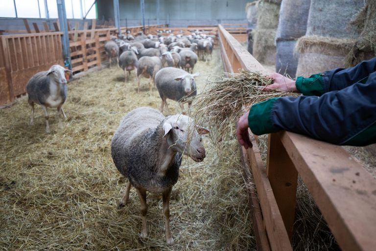 Viinamärdi talumeierei lambad on väga kuulekad, talu peremees Denis Pretto vilistamise peale tulevad lambad jooksuga tema juurde.