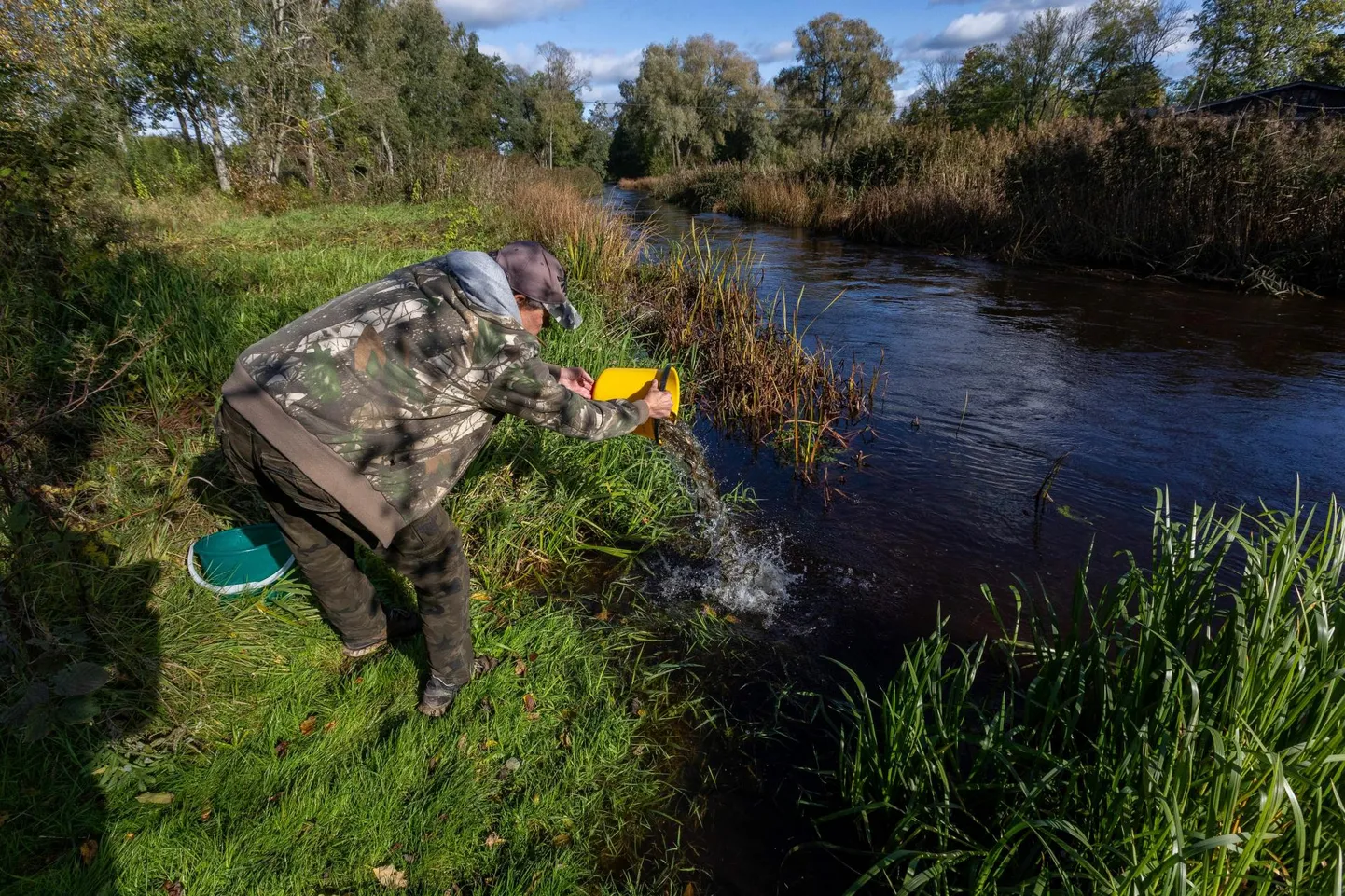 Just nii need kalad Pärnu jõkke jõudsidki.