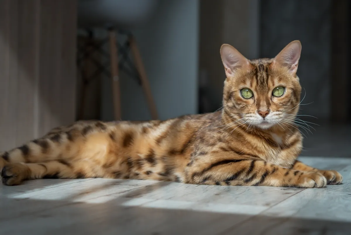 Bengali kass.