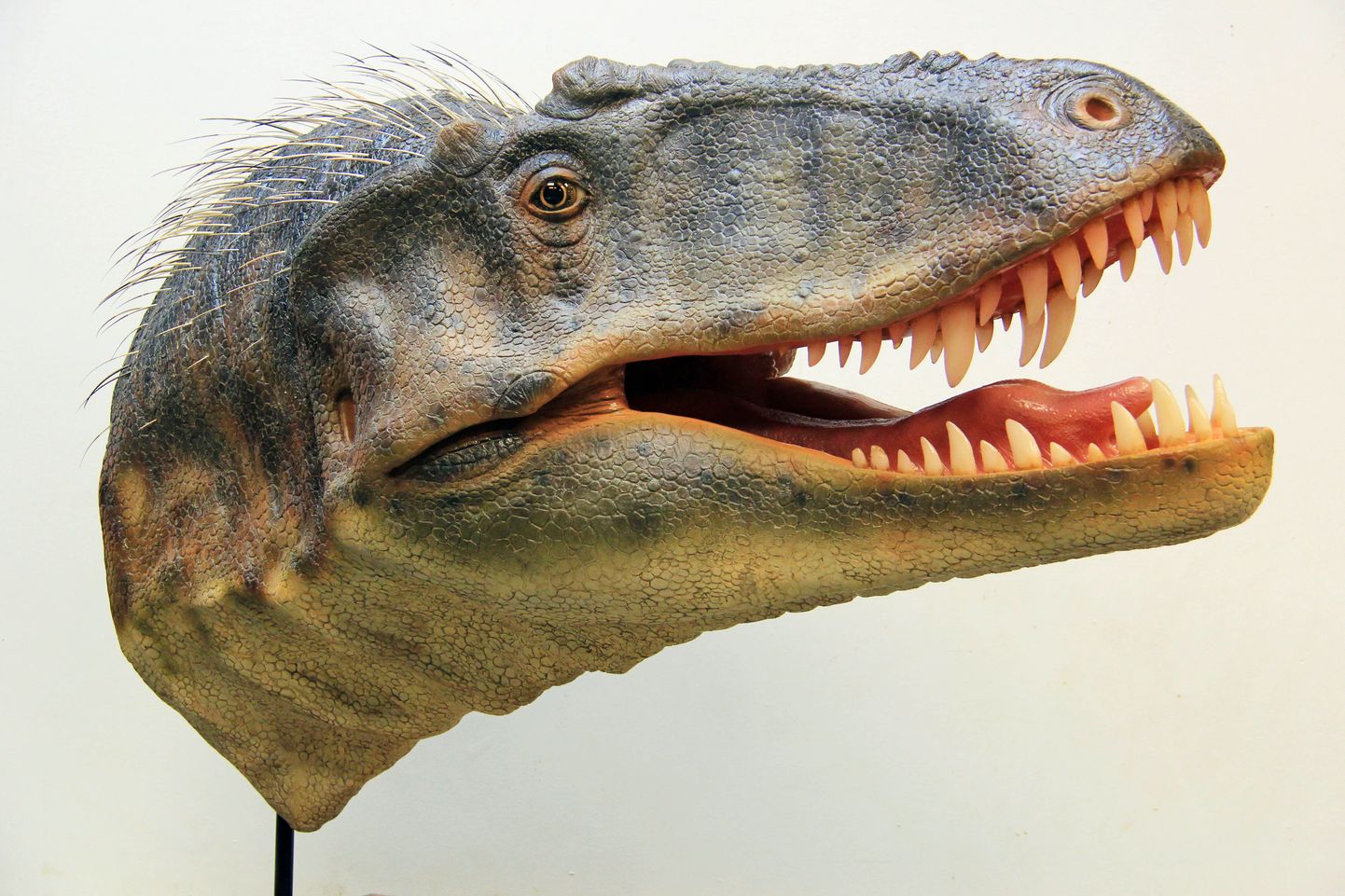 Salt Lake City loodusloomuuseumi väljastatud jäädvustusel kujutatakse Lythronax argestes’t.