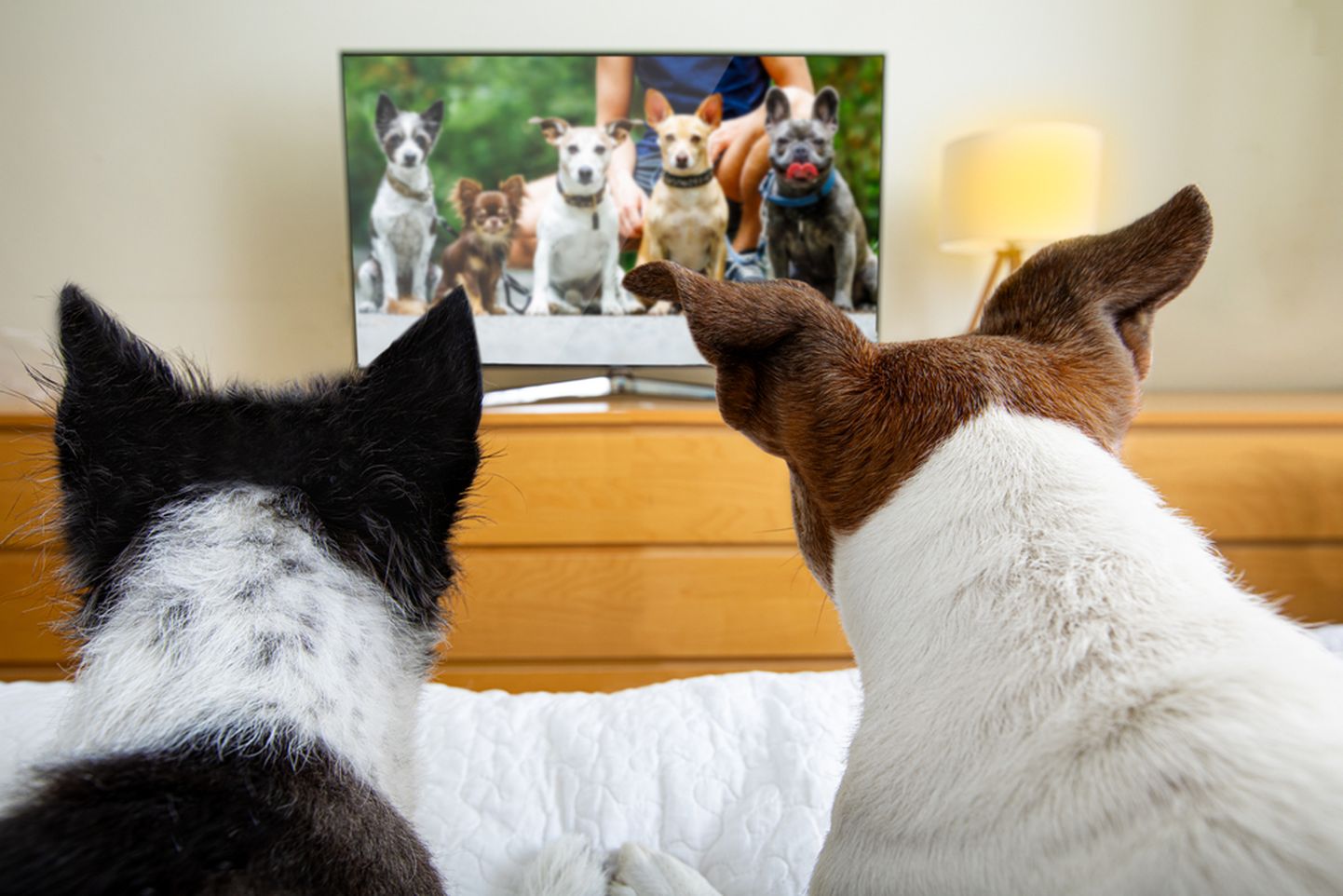 Koerad televiisorit vaatamas