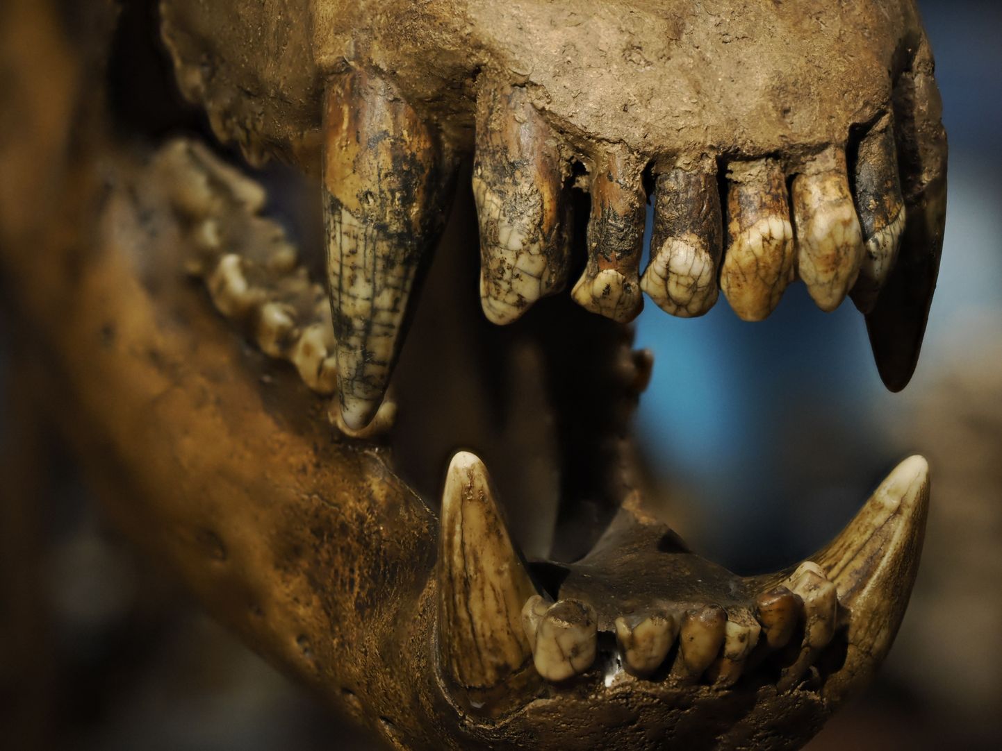 Eelajaloolise karu hambad. Pilt on illustreeriv