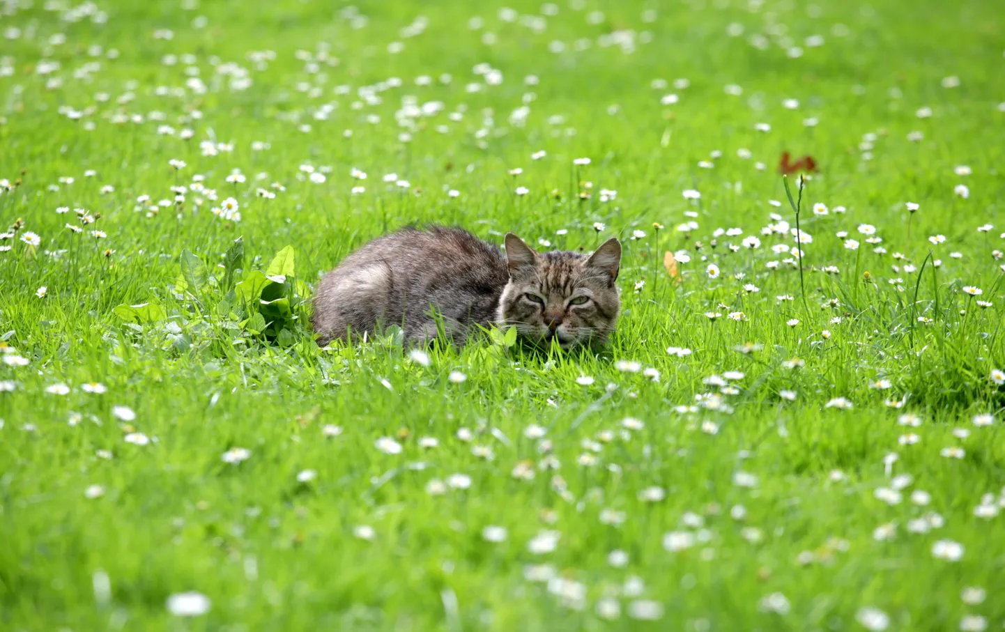 Фото статьи