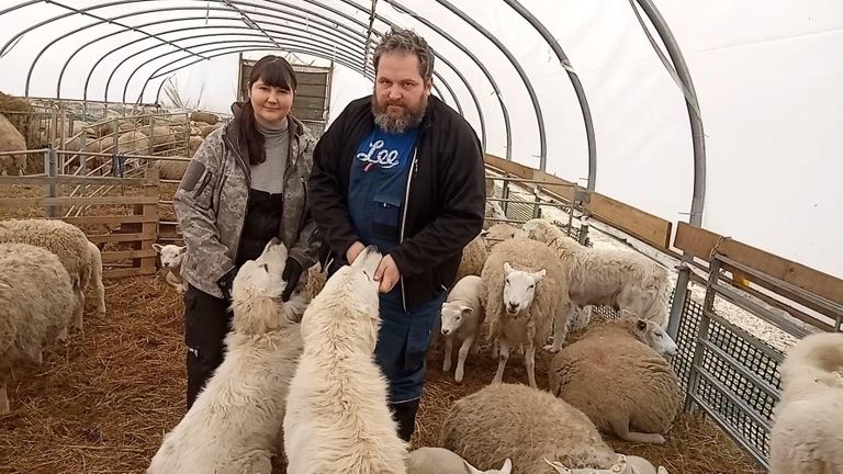 Ivo Uutari ja Anu Tiitsaare Niinepuu lambamajas on rahulik, puhas – kõik loomapidamisega seotu alates lambatõust on valitud nii, et saaks üleliigse pingutuseta hakkama.