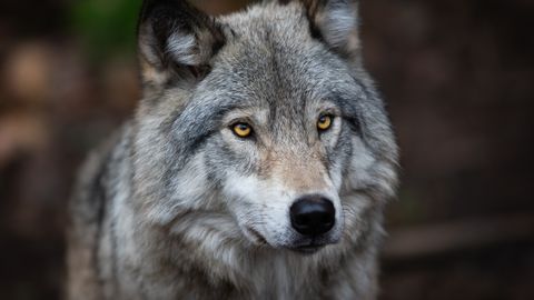 Kohtumised metsloomadega sagenevad: kes on kõige ohtlikum ja mida teha?