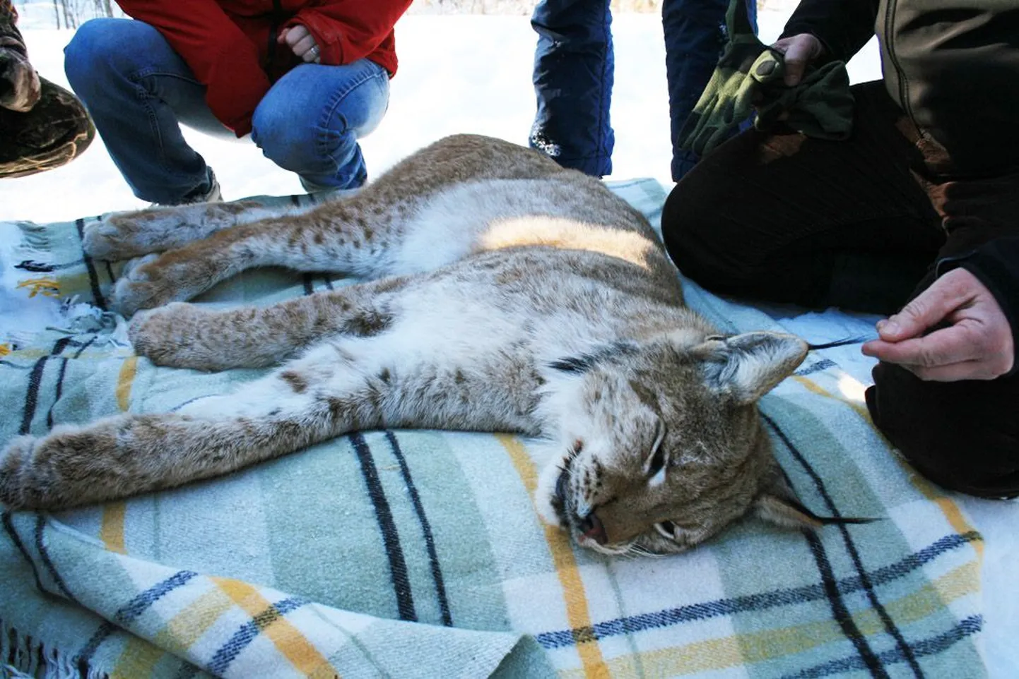 Lõksu langenud ilves sai uinutava süsti, seejärel jäi ta mõneks päevaks karantiini. Homme algab sõit Poola metsadesse.