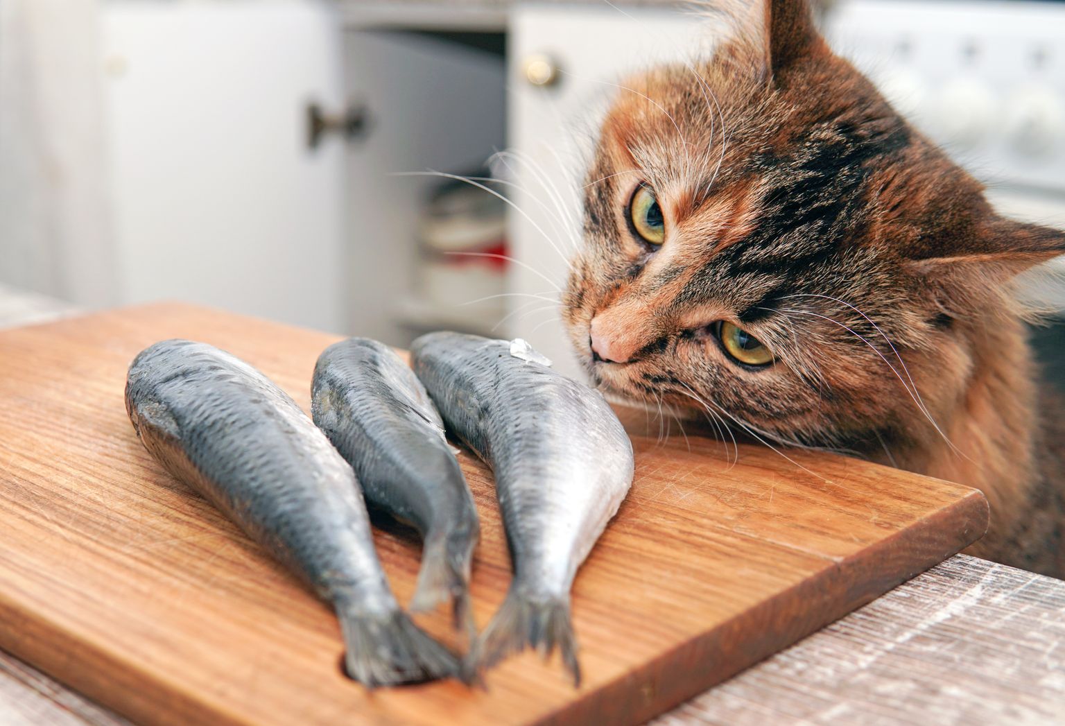 Toorest kalast võib kass saada usse ning pidev rasvase kala söömine põhjustab tervisehäireid.