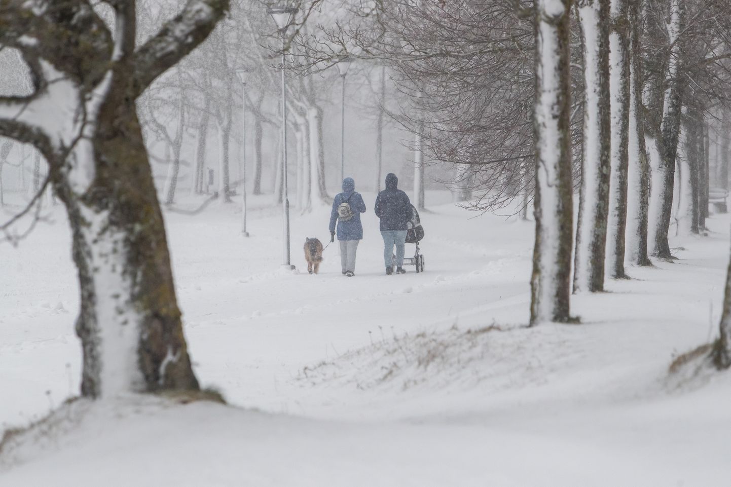 Lumi ja tuisk Saaremaal. Foto on illustreeriv