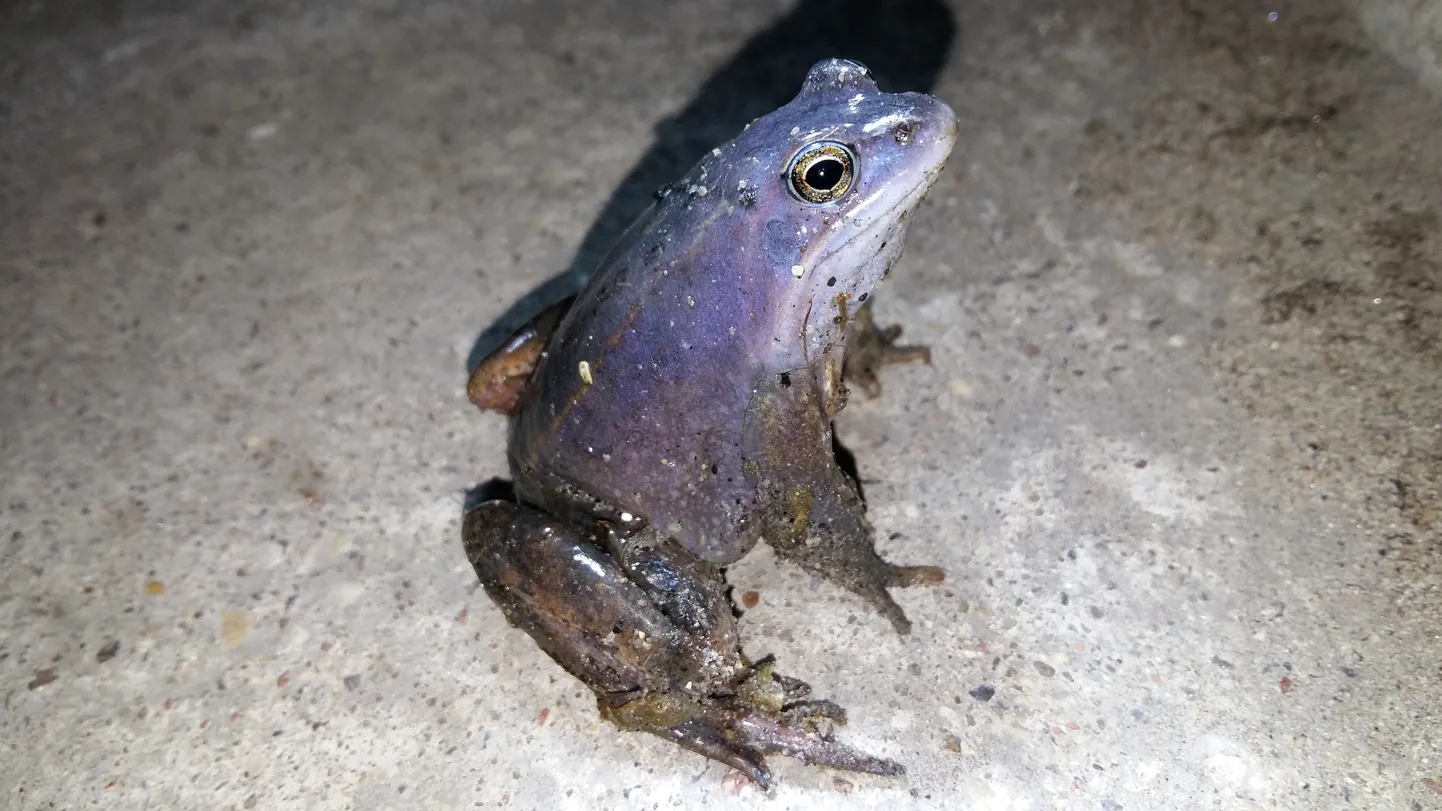 Болотная лягушка синеет в период размножения.
